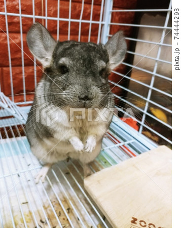 かわいい ペット 74444293