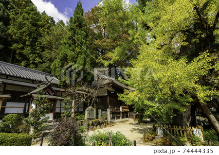 一言主神社 乳銀杏 奈良県御所市 一言主神社 乳銀杏 奈良県御所市 74444335