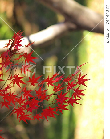 香嵐渓のモミジの紅葉 74444377