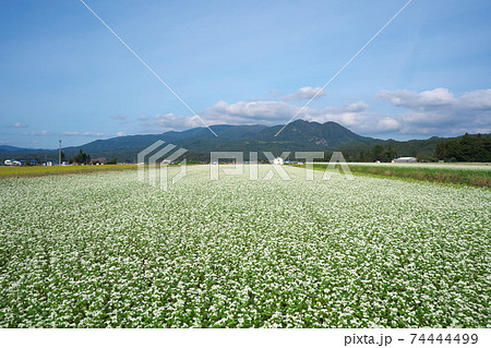 山形県尾花沢市の蕎麦畑 74444499