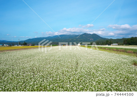 山形県尾花沢市の収穫直前の蕎麦畑 山形県尾花沢市の収穫直前の蕎麦畑 74444500