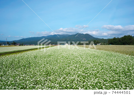 銀山温泉付近の山形県の蕎麦畑 銀山温泉付近の山形県の蕎麦畑 74444501