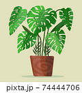 モンステラ 74444706