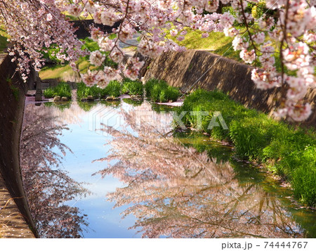 水無瀬川の桜 水無瀬川の桜 74444767