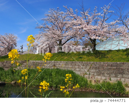 春の水無瀬川 春の水無瀬川 74444771