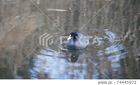 野鳥、本牧市民公園の池を泳ぐオオバン 74445072
