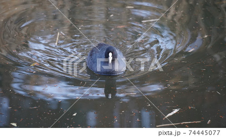 野鳥、本牧市民公園の池を泳ぐオオバン 74445077