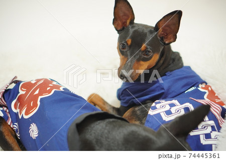 ミニチュアピンシャー 新年 祭りはっぴ和装　写真205 74445361