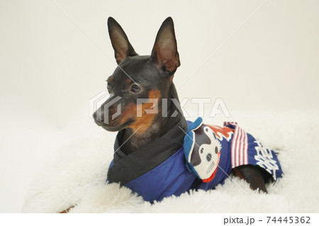 ミニチュアピンシャー 新年 祭りはっぴ和装　写真206 74445362