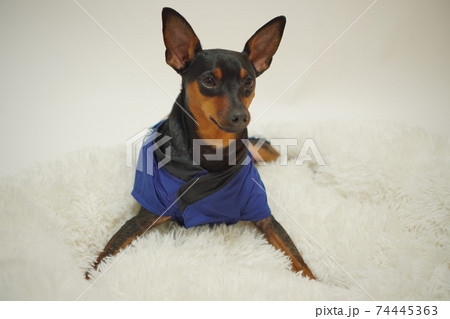 ミニチュアピンシャー 新年 祭りはっぴ和装　写真207 74445363