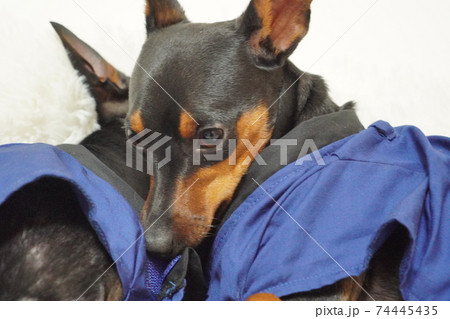 ミニチュアピンシャー 新年 祭りはっぴ和装　写真259 74445435