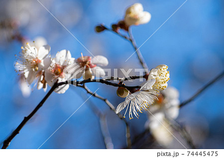 青空の下に白梅の開花 背景ぼかし a-1 の写真素材 [74445475] - PIXTA