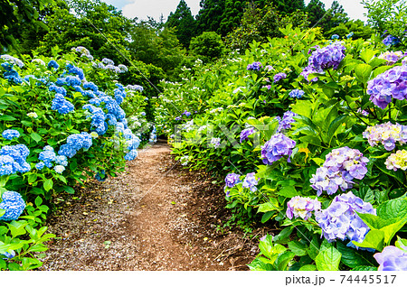 東京都あきる野市 南沢あじさい山 東京都あきる野市 南沢あじさい山 74445517