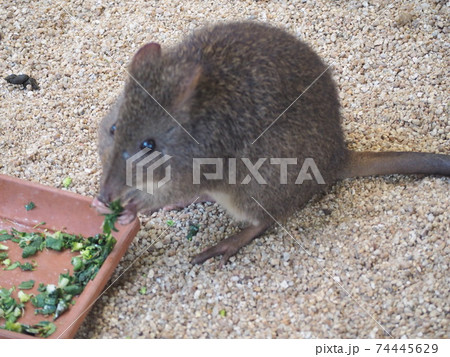 美味しく食べる動物 美味しく食べる動物 74445629