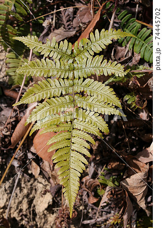 常緑のシダ植物、冬の野生植物の写真素材 [74445702] - PIXTA