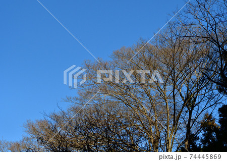 青空と大きな枯れ木 74445869