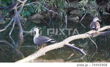 野鳥、本牧市民公園の鴨 74445908