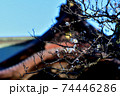 咲き始めた梅の木と神社 74446286
