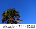 青空と南国の木 74446288