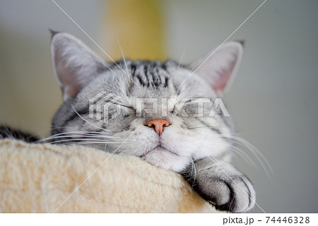 幸せそうに眠る猫のアップ 74446328