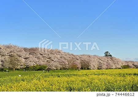 幸手市権現堂堤の桜並木と菜の花畑 幸手市権現堂堤の桜並木と菜の花畑 74446612