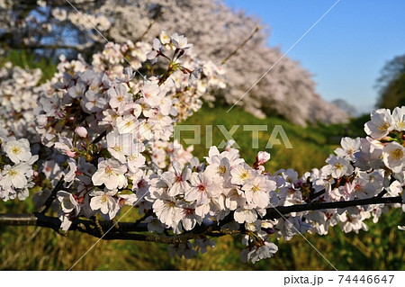 幸手市権現堂堤の桜並木と花アップ 幸手市権現堂堤の桜並木と花アップ 74446647