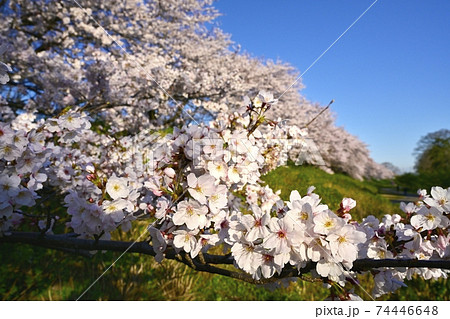 幸手市権現堂堤の桜並木と花アップ 74446648