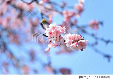 代々木公園　早咲きの河津桜　春 74446686
