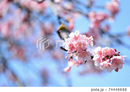 代々木公園　早咲きの河津桜　春 74446688