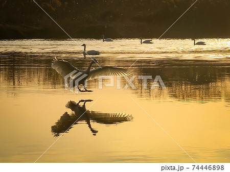 A tundra swan landing on Sugaonuma Swamp 74446898