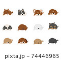 犬　12犬種　おひるね 74446965