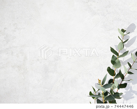 白い壁とユーカリの葉で構成された爽やかなイメージの背景 - 複数のバリエーションがあります 74447446