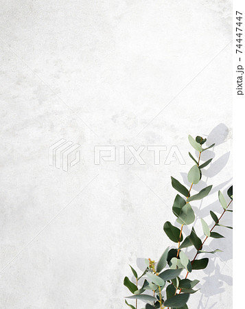 白い壁とユーカリの葉で構成された爽やかなイメージの背景 - 複数のバリエーションがあります 74447447