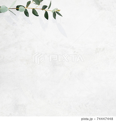白い壁とユーカリの葉で構成された爽やかなイメージの背景 - 複数のバリエーションがあります 74447448