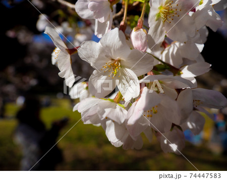 暖かくなりさくらの花が咲き春の象徴的な花びらの写真素材