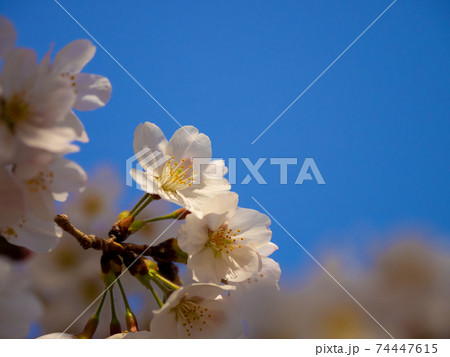暖かくなりさくらの花が咲き春の象徴的な花びら 暖かくなりさくらの花が咲き春の象徴的な花びら 74447615