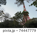 東京タワー　2020年　11月 74447779