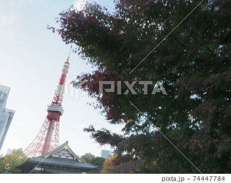 東京タワー　2020年　11月 74447784