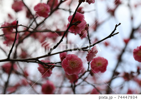 冬の日本の庭に咲く紅梅のピンクの花の写真素材