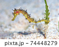 イバラタツ 74448279