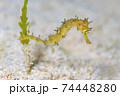 イバラタツ 74448280