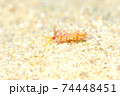 ウミウシ 74448451