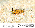 ウミウシ 74448452