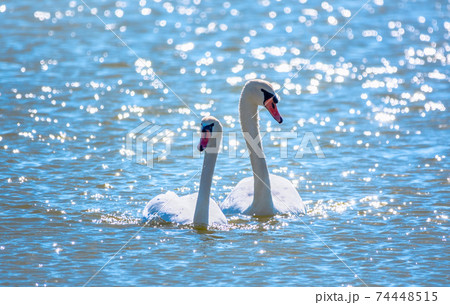 Two Graceful white Swans swimming in the lake, swans in the wild 74448515