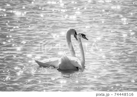 Two Graceful white Swans swimming in the lake, swans in the wild Two Graceful white Swans swimming in the lake, swans in the wild 74448516