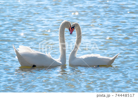 The couple of swans with their necks form a heart. Mating games of a pair of white swans. Swans swimming on the water in nature. Valentine's Day background 74448517