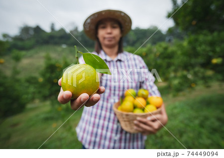 Asian woman gardener holding a basket of oranges showing and giving oranges in the oranges field garden in the morning time. 74449094