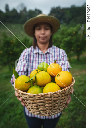 Asian woman gardener holding a basket of oranges showing and giving oranges in the oranges field garden in the morning time. Asian woman gardener holding a basket of oranges showing and giving oranges in the oranges field garden in the morning time. 74449095