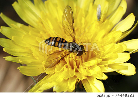ホソヒラタアブとセイヨウタンポポ 74449233