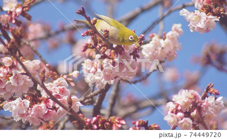 桜とメジロ　和歌山県和歌山市　地蔵の辻 74449720
